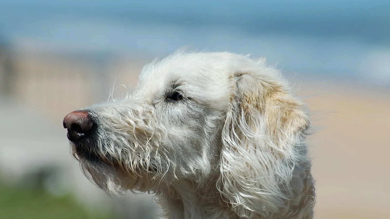 Poodle Mixes: Doodle Breeds, Traits, and Care Needs