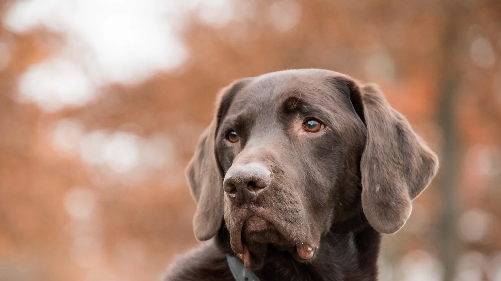 Amantadine for Dogs: Uses, Doses, and Safety