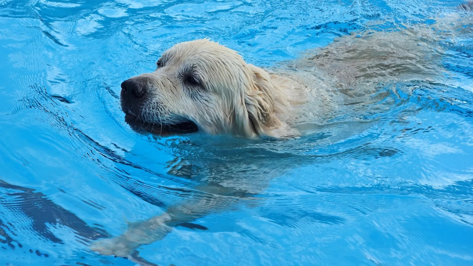 Dogs and Pools: Safety, Chlorine, and Swim Tips