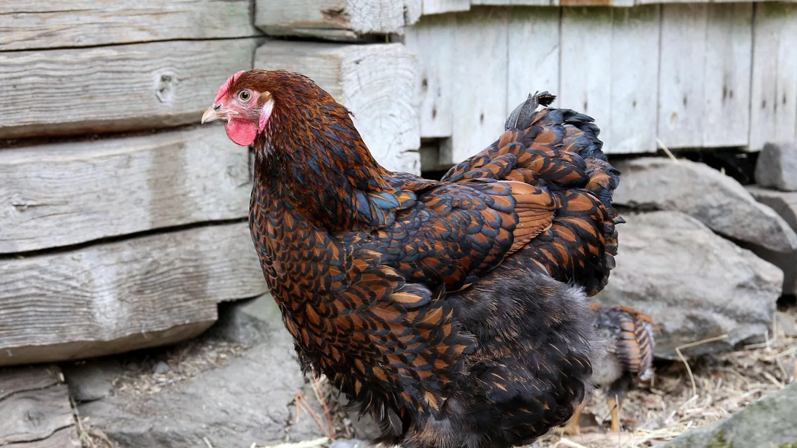 Laced Wyandotte Chickens: Breed Care Guide
