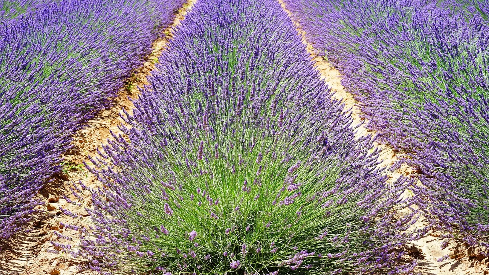 Is Lavender Safe for Cats? Vet-Verified Facts