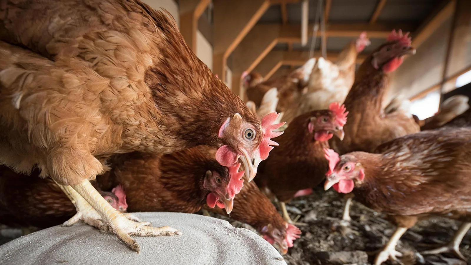 When Do Chickens Start Laying Eggs? Age Chart