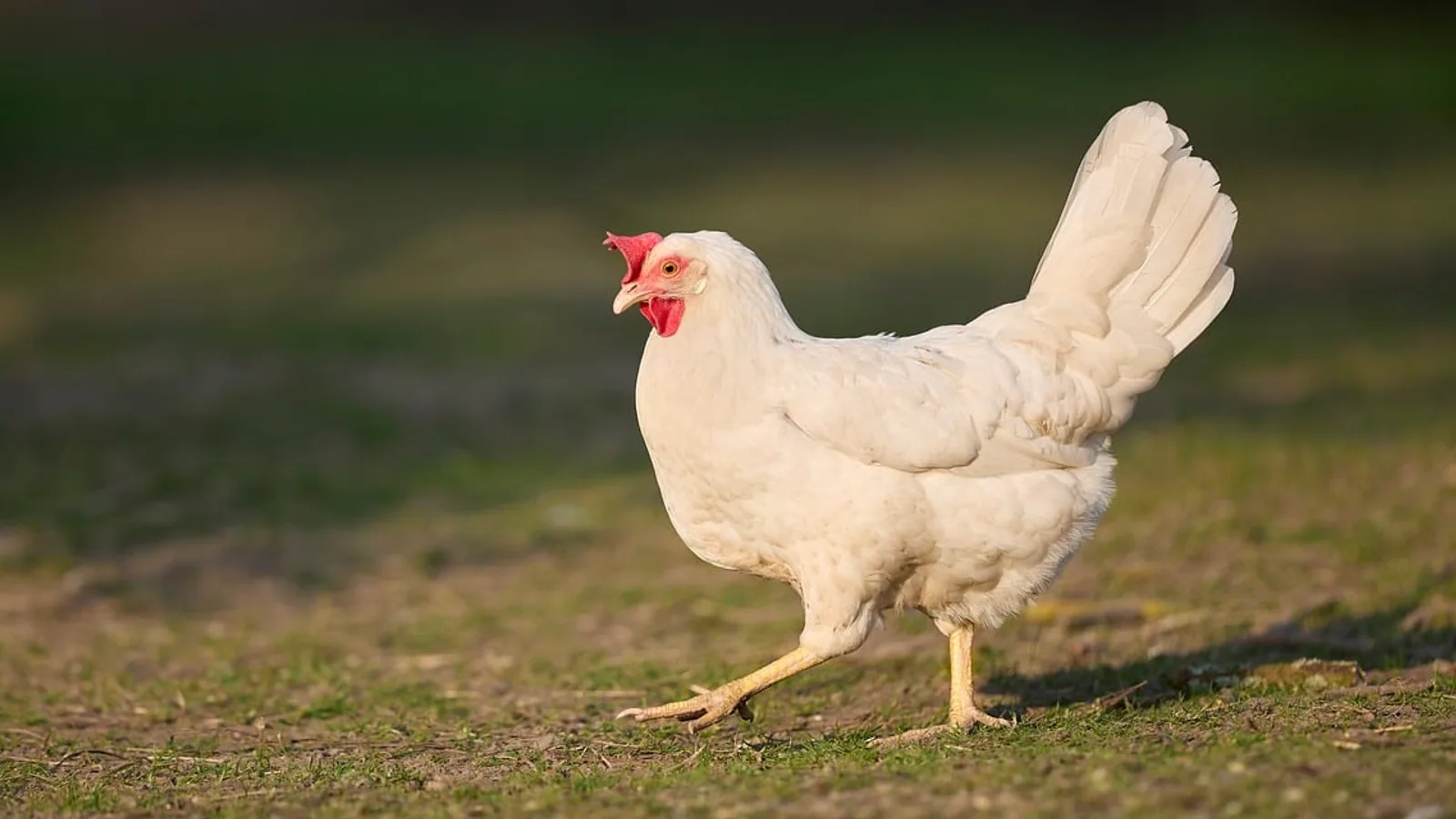 Brown Leghorn Chicken: Eggs, Care, and Traits
