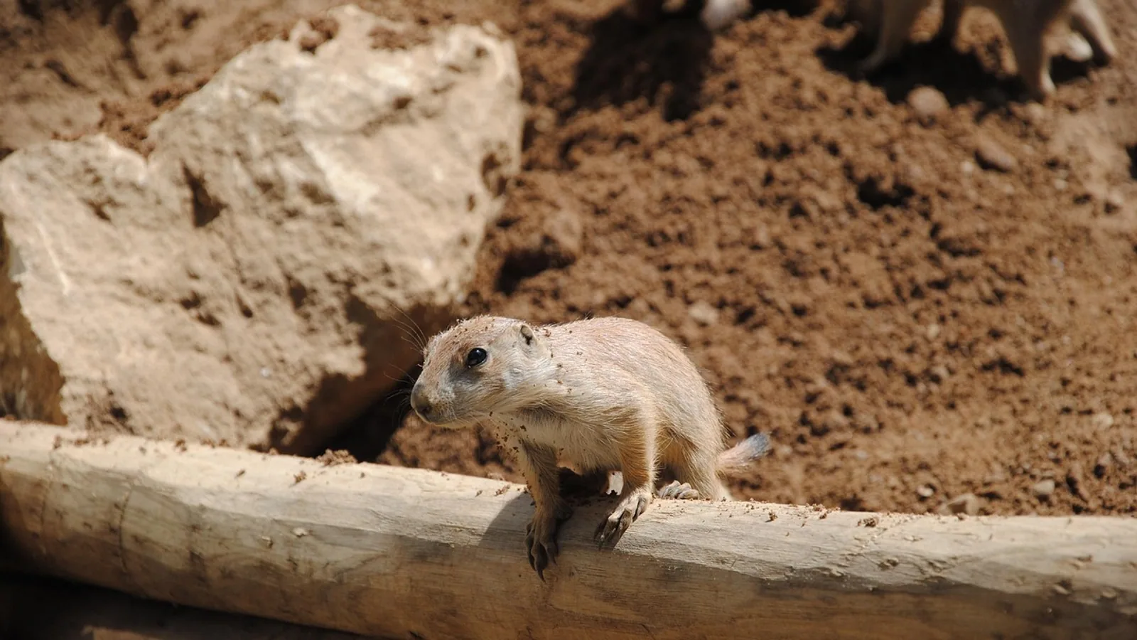 Lemmings: Biology, Behavior, and Population Cycles