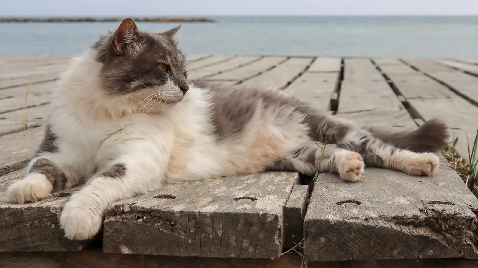 Domestic Longhair Cat: Traits, Grooming, and Health