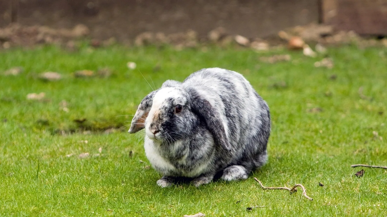 Lop-Eared Bunny Care: Breeds, Ears, and Health