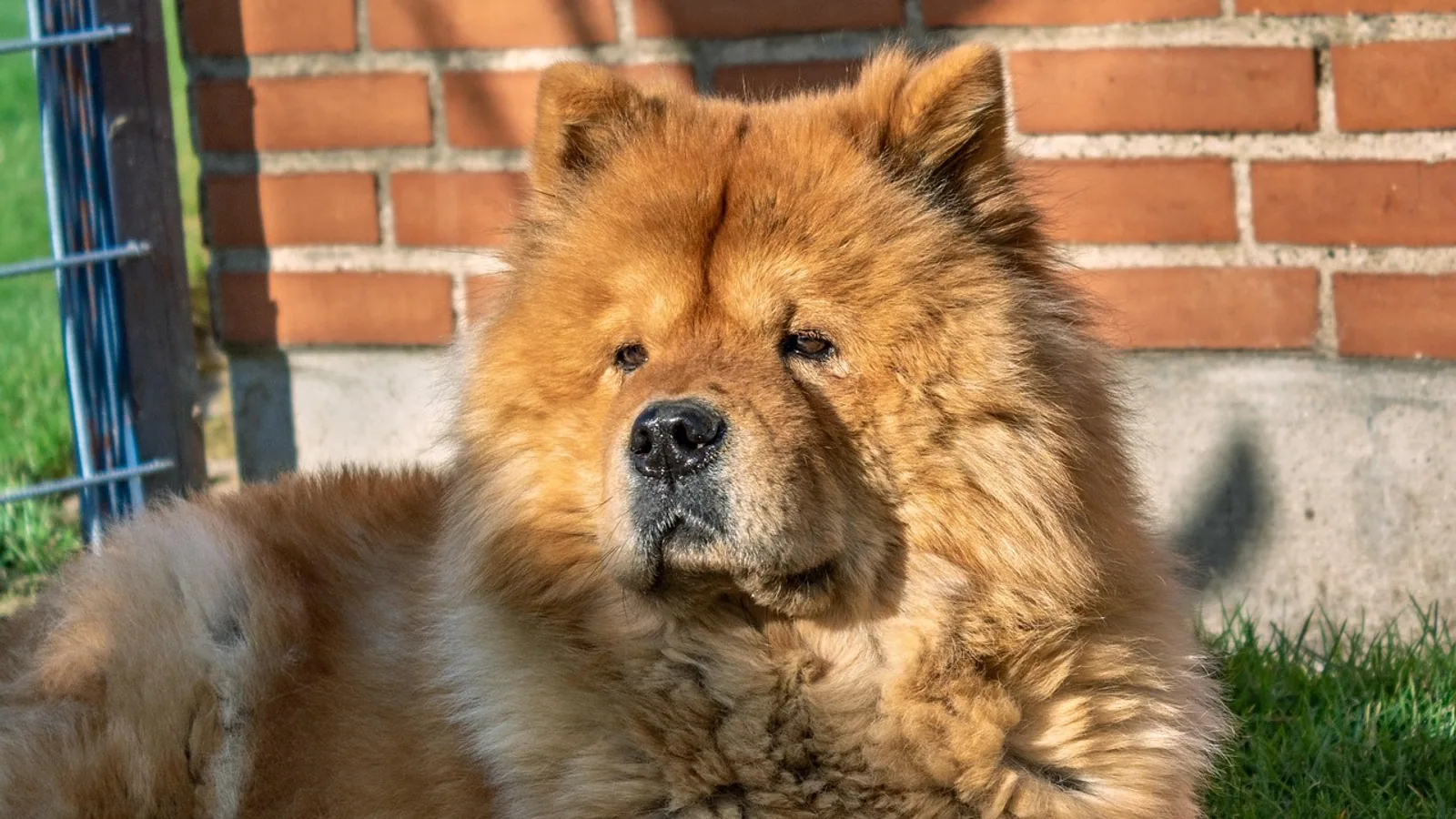 Chow Chow Dog Breed Guide: Temperament, Grooming, and Care