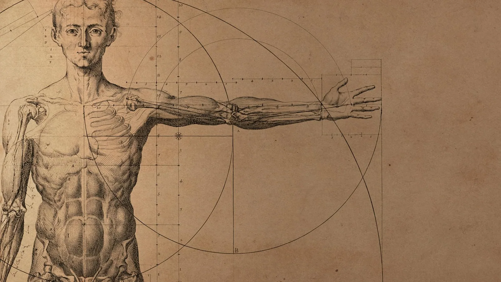 Bulbourethral (Cowper's) Glands: Anatomy and Function