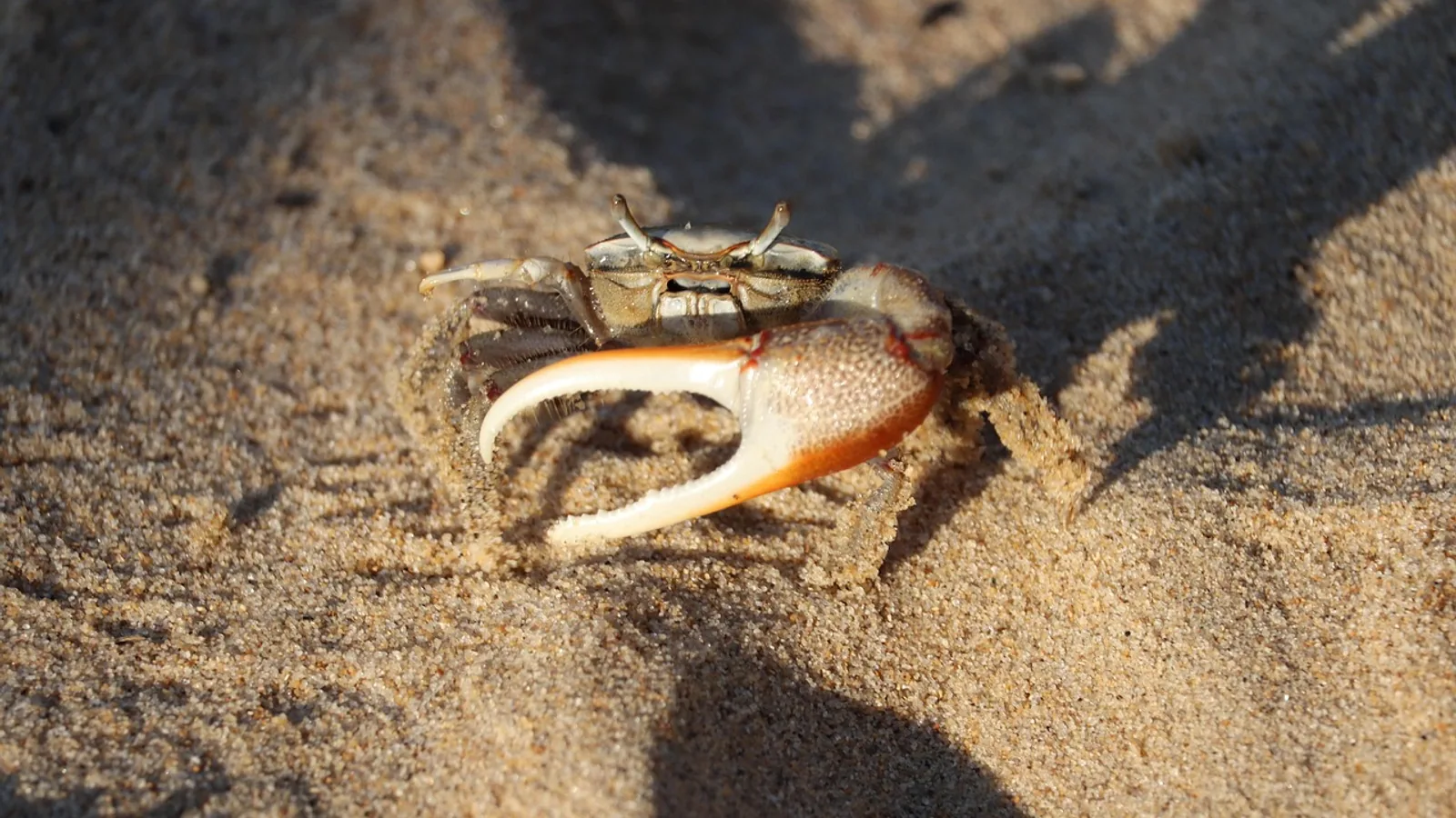 Fiddler Crab: Habitat, Behavior, and Care Basics