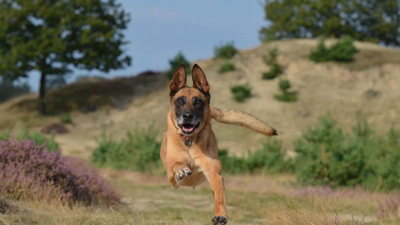 Malinois GSD Mix: Drive, Size and Health