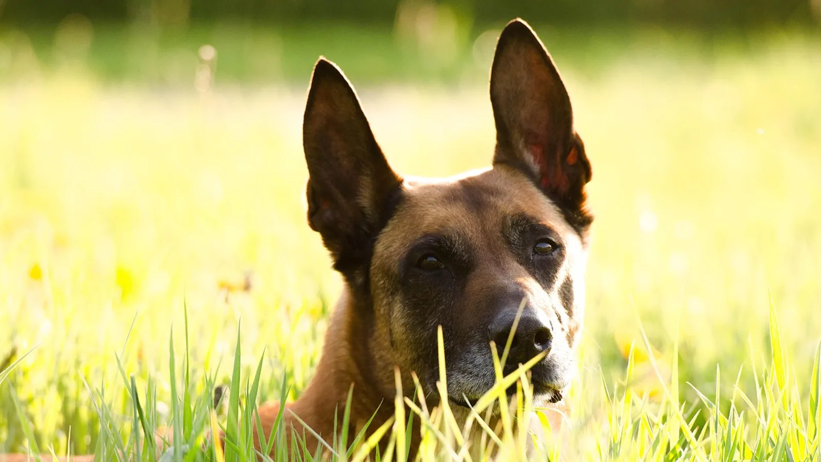Malinois German Shepherd Mix Breed Guide