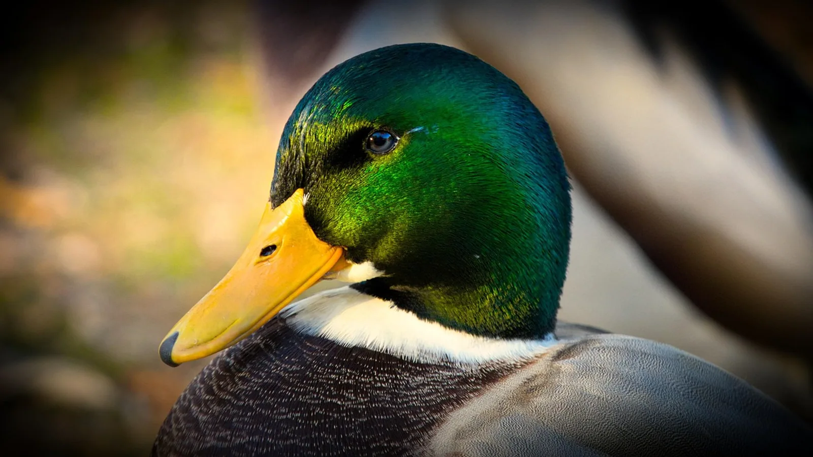 Do Ducks Have Teeth? Duck Bill Anatomy Explained
