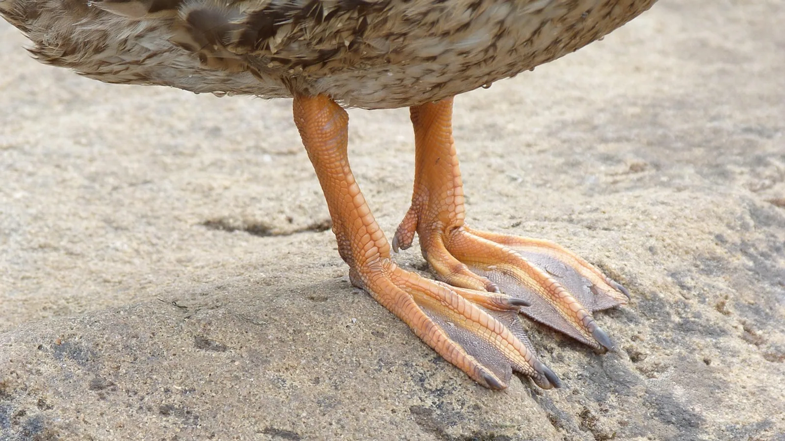 Duck Foot Anatomy: Webbed Feet Explained