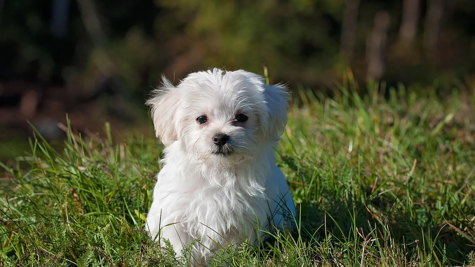 Ivermectin for Dogs: Uses, Safety, and the MDR1 Risk