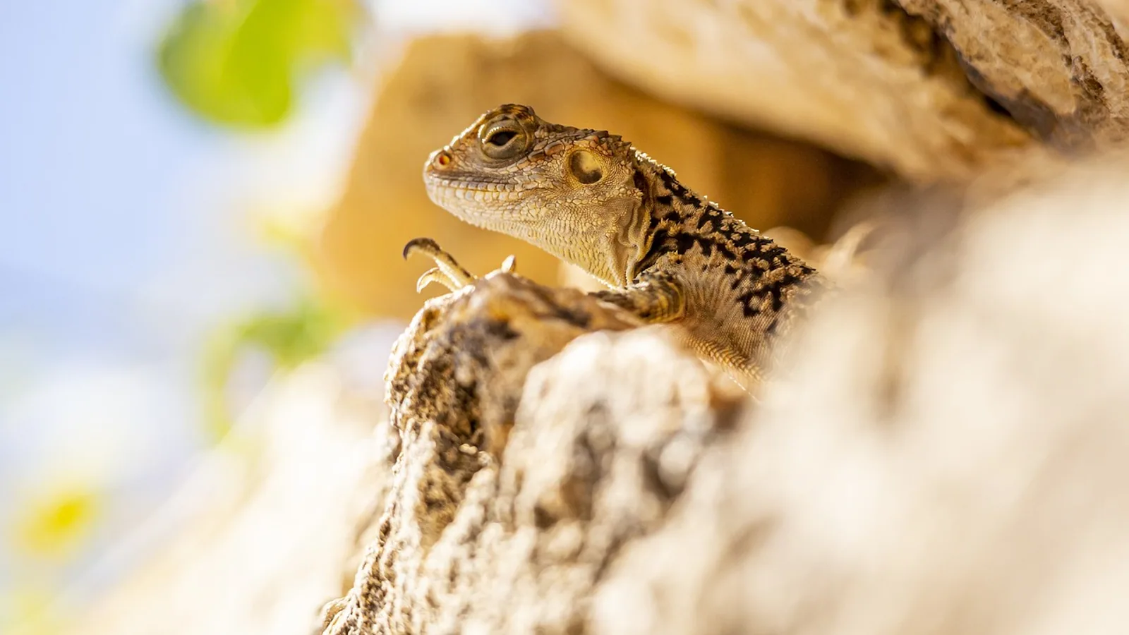 What Does Biological Mean? Definition and Examples