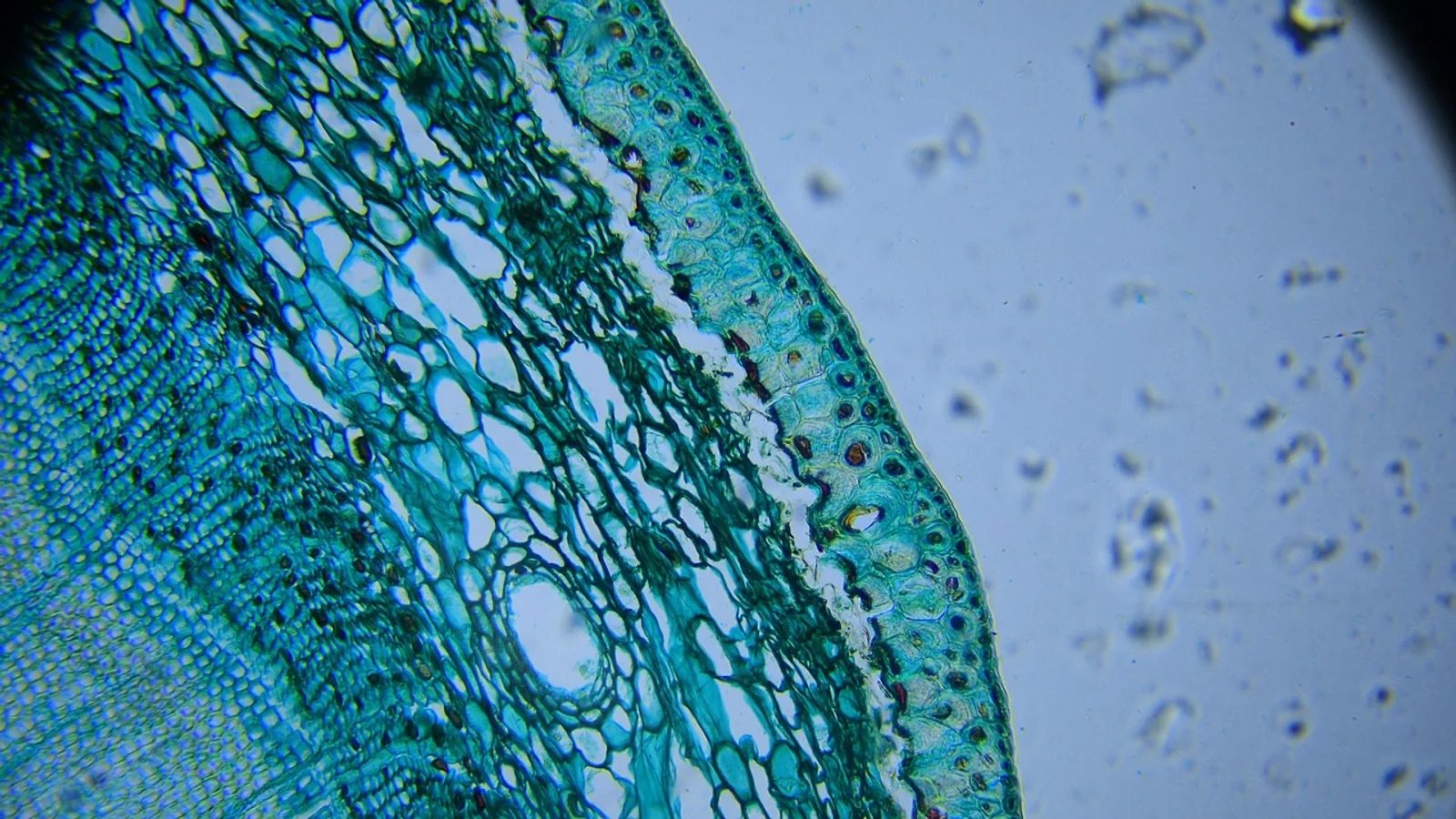 Tau Protein: Structure, Function, and Phosphorylation