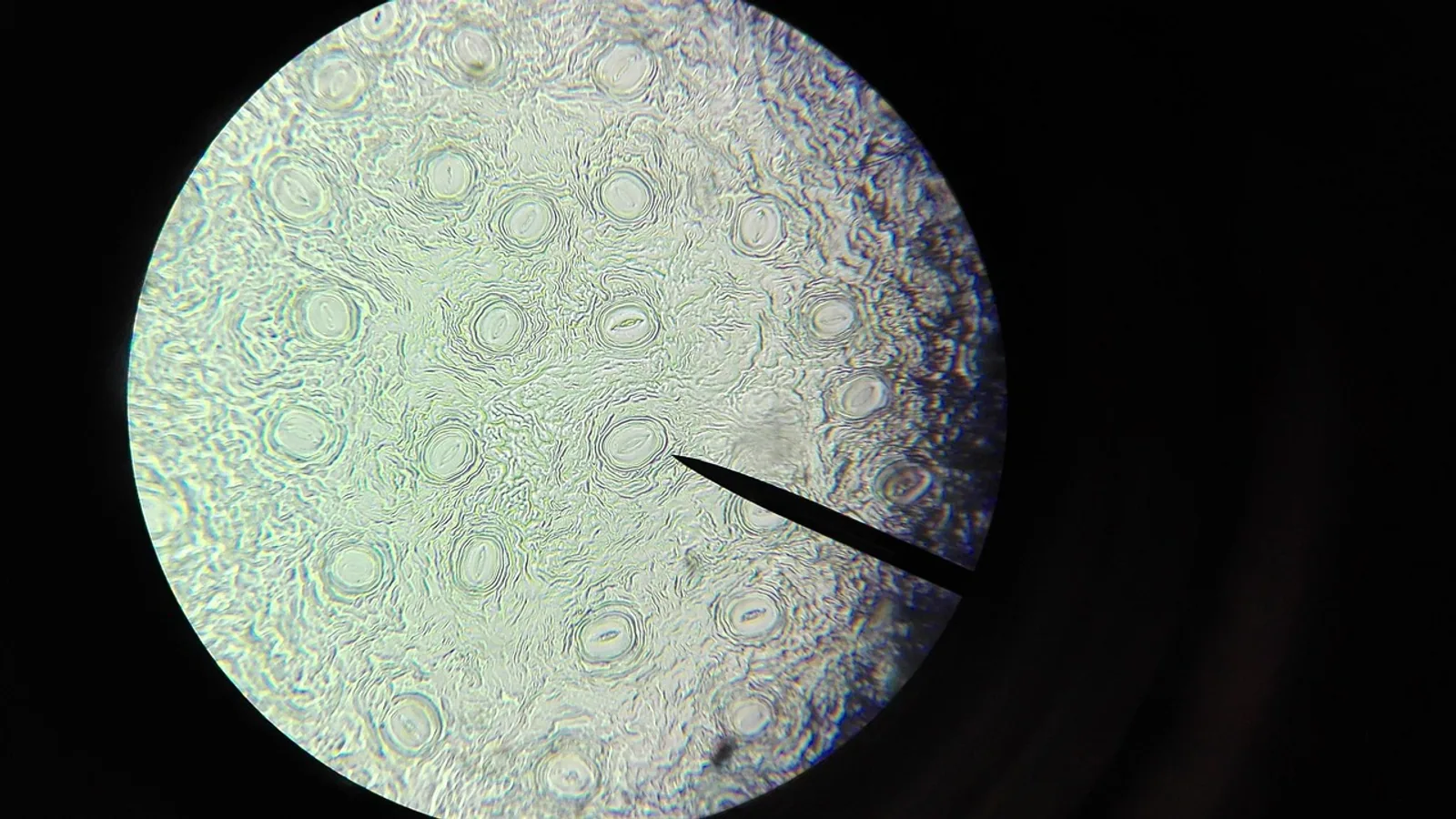 Nucleus Function: Roles of Nucleus and Nucleolus
