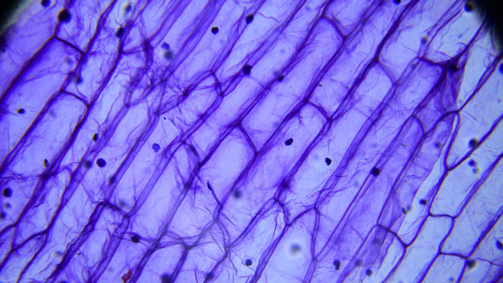 Arteriole vs Artery: Structure and Function