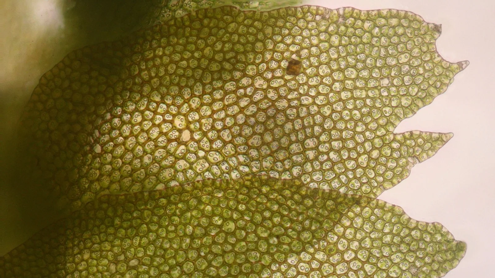 Label a Plant Cell: Diagram and Parts Explained