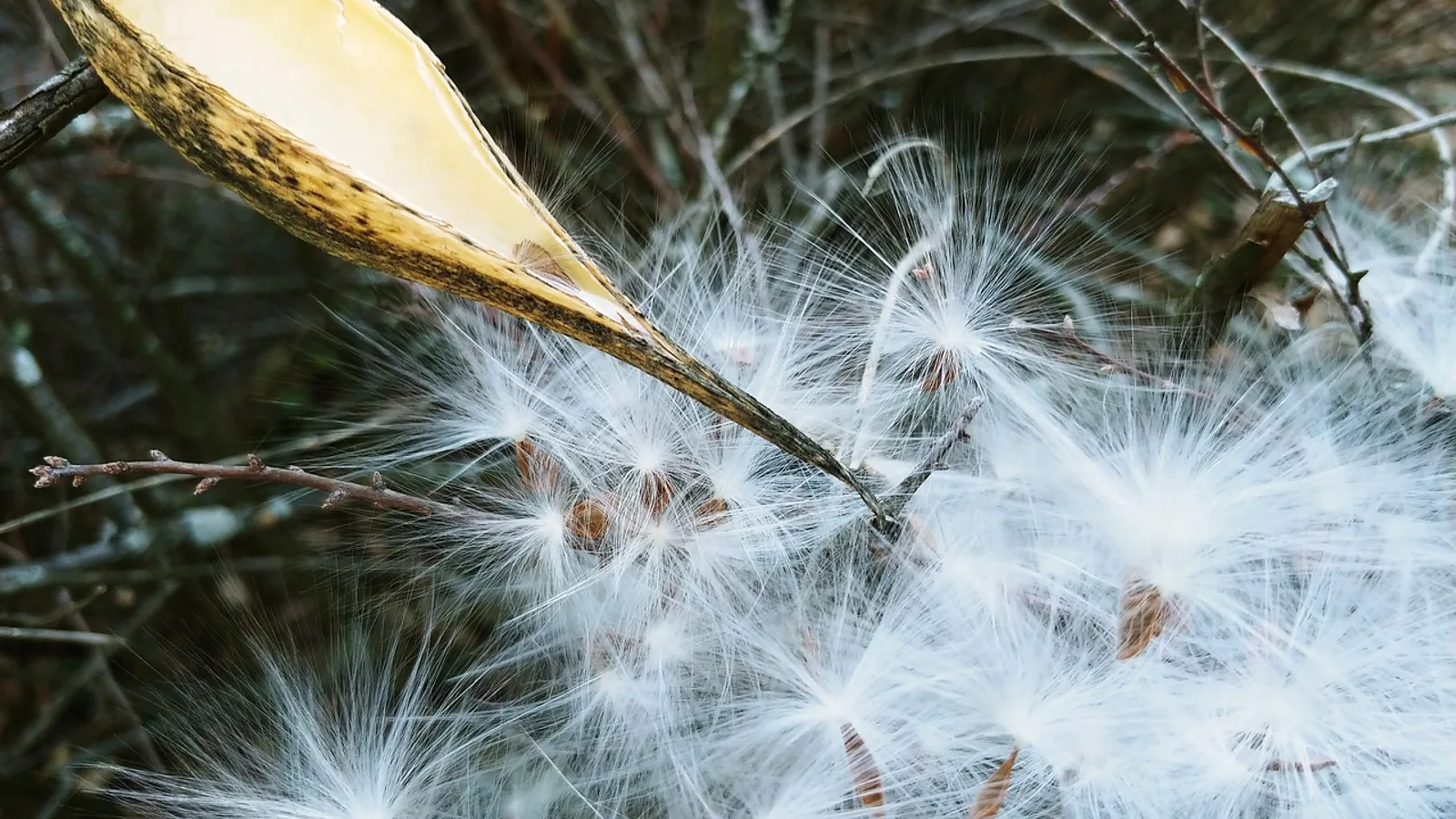 Is Milkweed Toxic to Dogs and Cats? Signs and What to Do