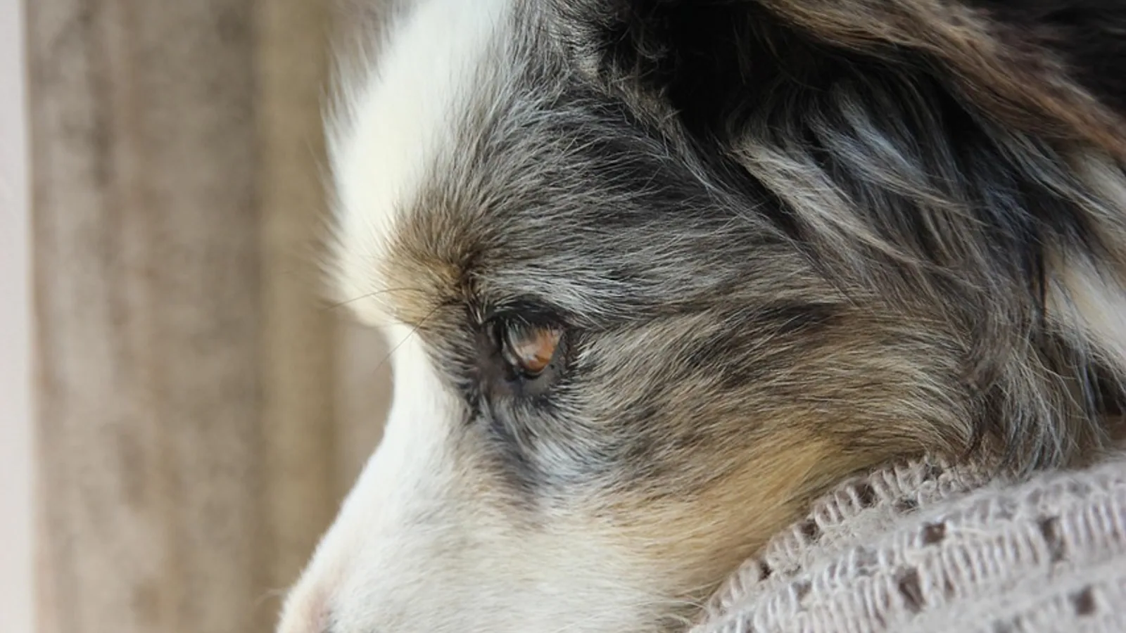American Shepherd Dog: Miniature American Shepherd Guide
