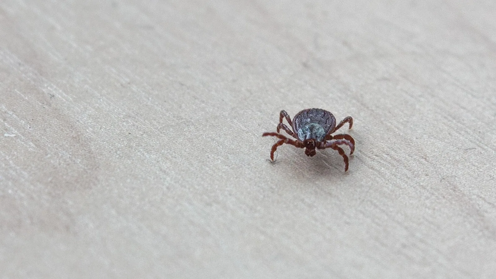 Mite Bites: Identification, Symptoms, and Treatment