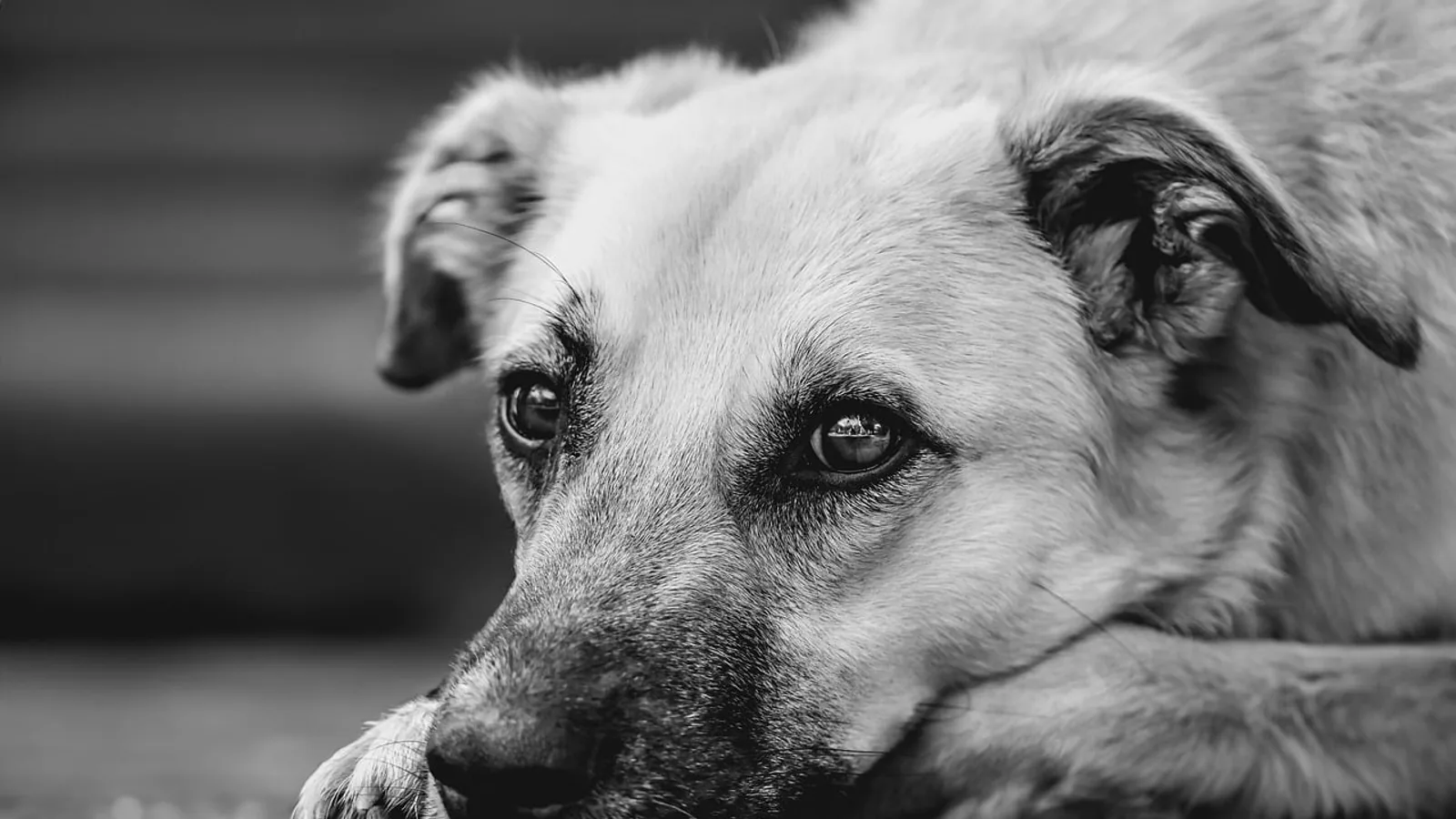 Epakitin for Cats and Dogs: Phosphate Binder Guide