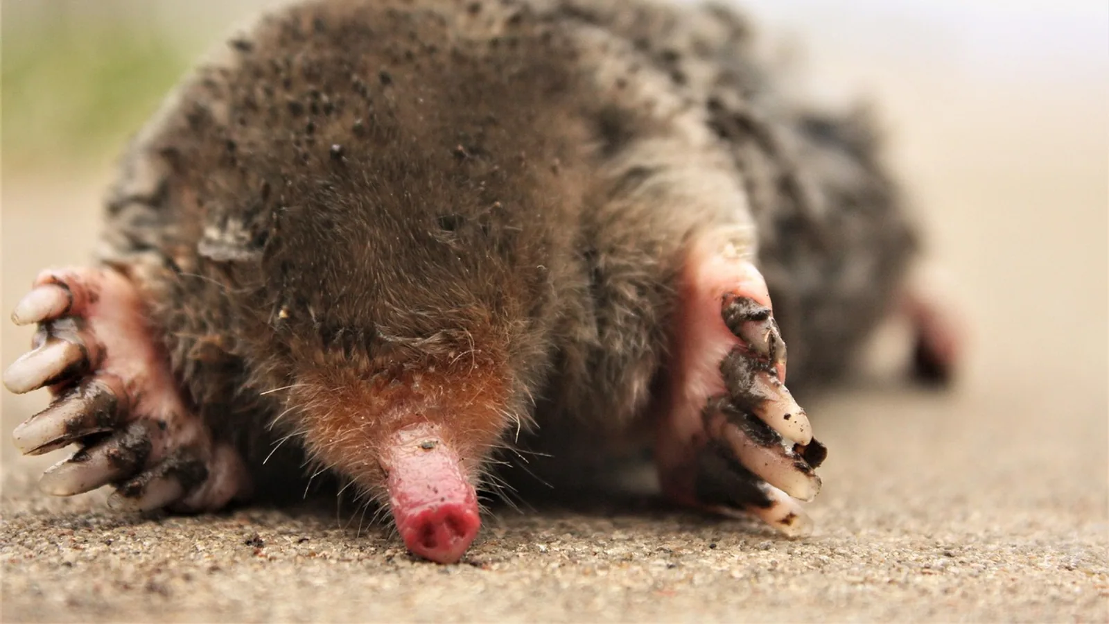 Moles: Anatomy, Diet, and Tunnel-Building Behavior
