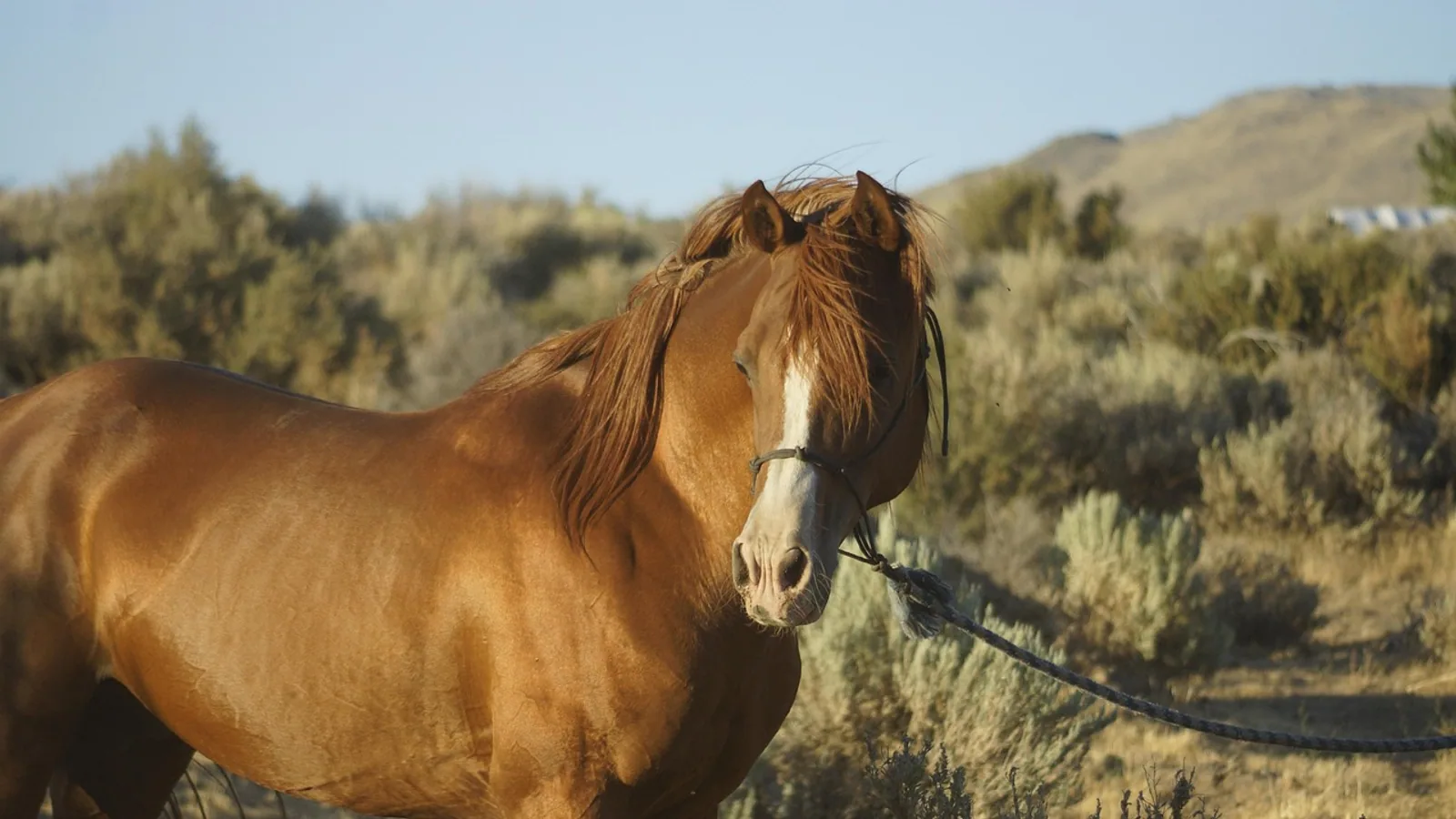 Morgan Horse: History, Temperament, Uses, and Health