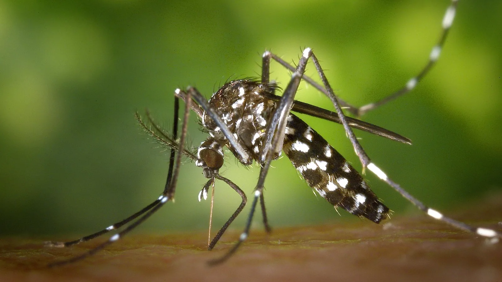 Sporadic Definition: Meaning in Disease and Biology