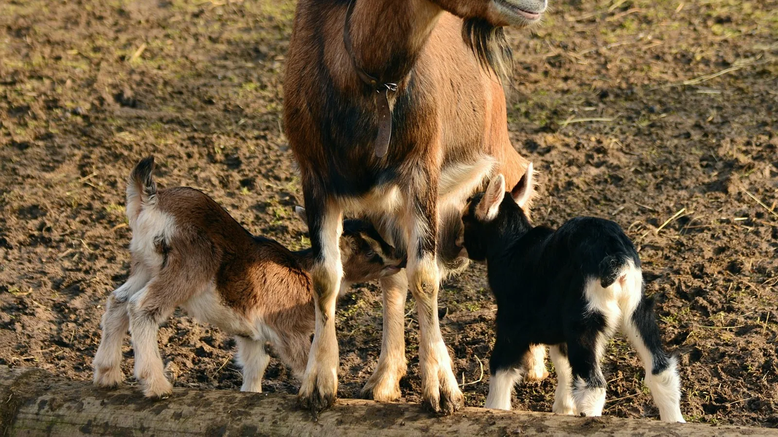 Fainting Goats: Myotonia Congenita Explained