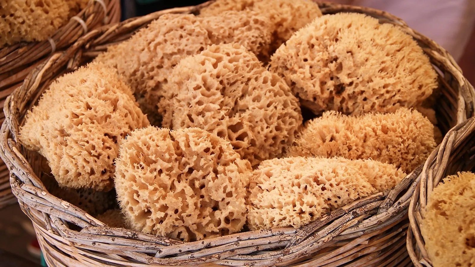 Porifera Phylum: Sponge Anatomy and Examples