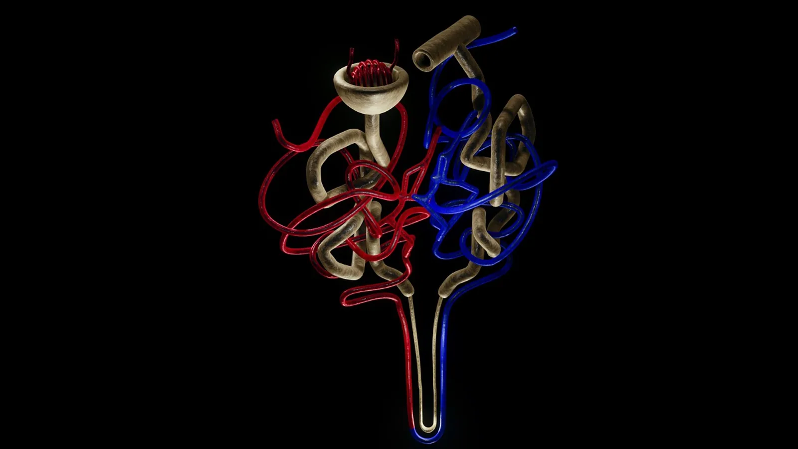 Loop of Henle: Function and Structure