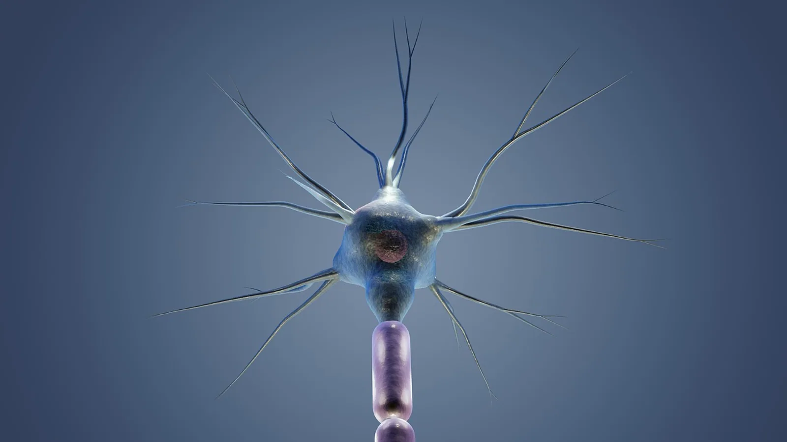 Synaptic Cleft: Structure, Function, and Signaling