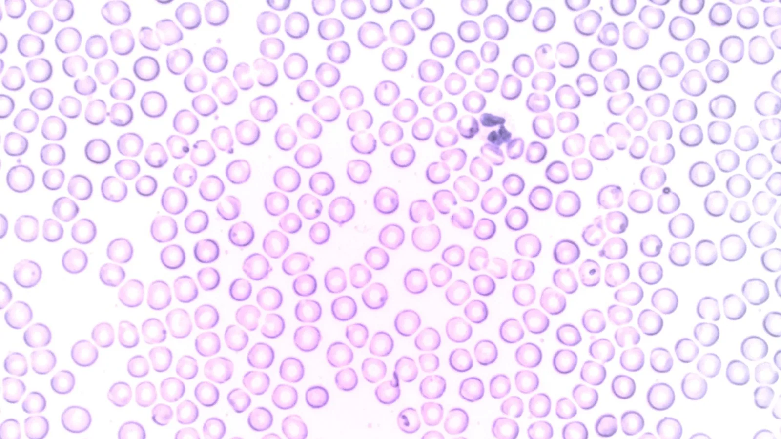 Cell Image Guide: Labeled Diagrams of Cell Structures