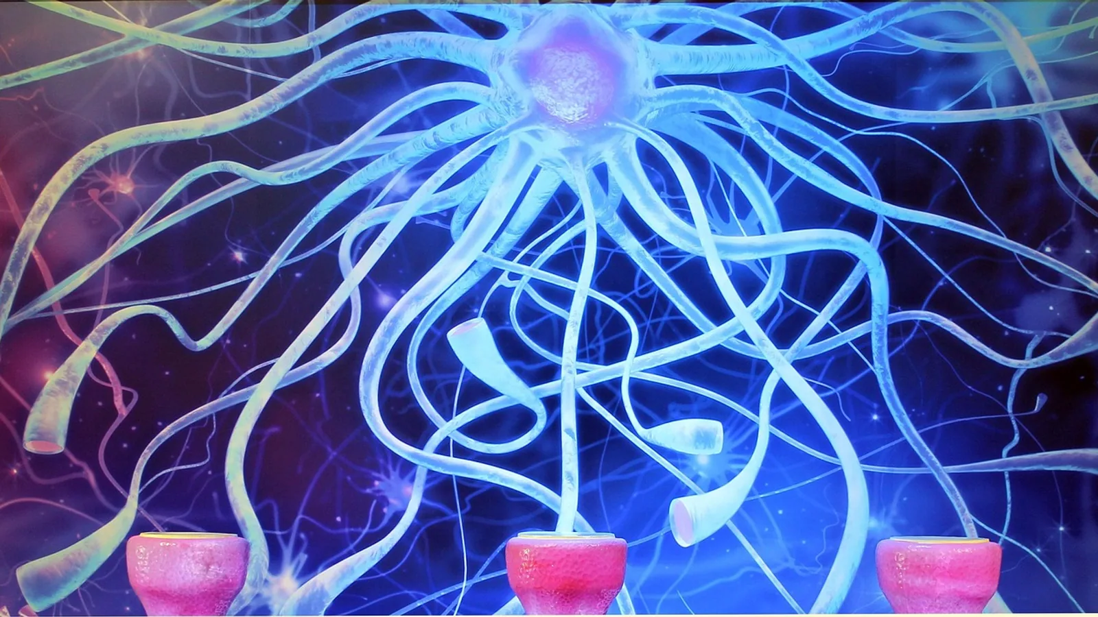 Where Does Transcription Occur? Cell Locations