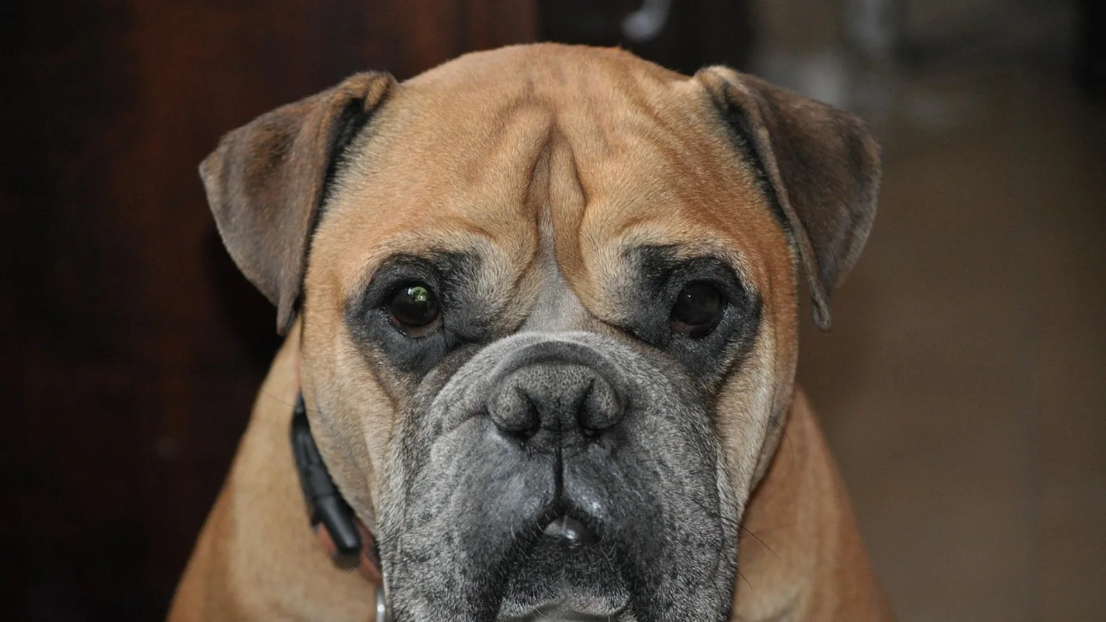 Olde English Bulldogge: Health and Care Guide