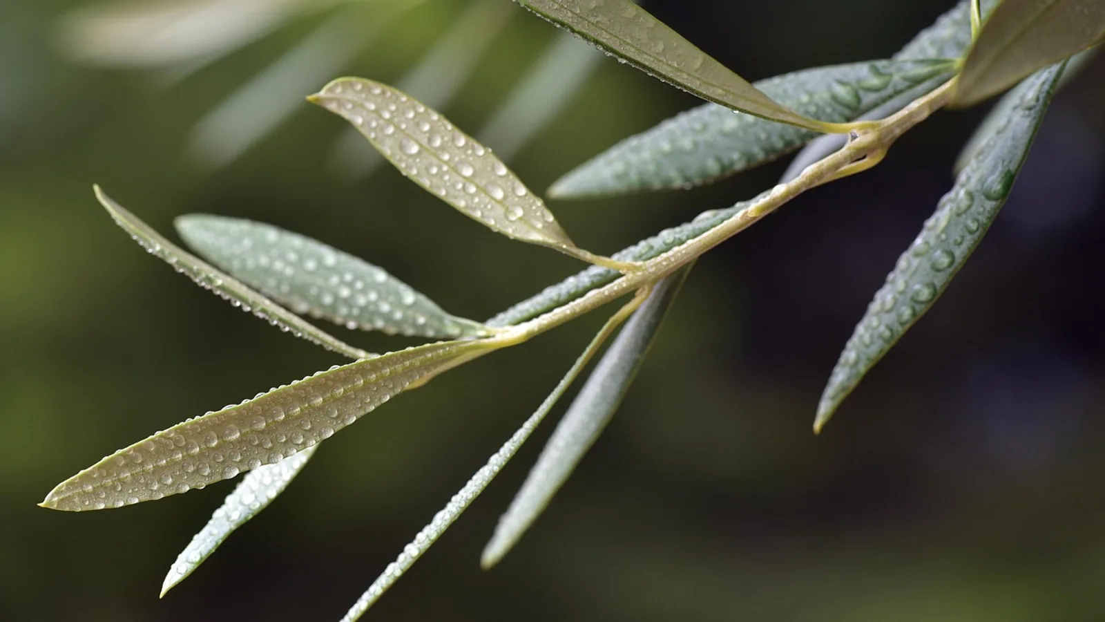 Olive Leaf: Benefits and Safety for Pets