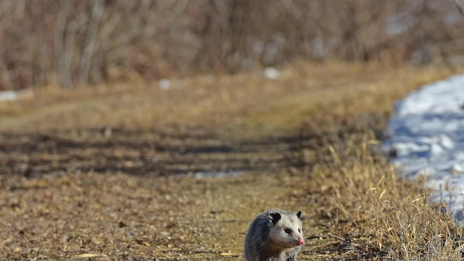 Do Possums Eat Chickens? Predation Facts