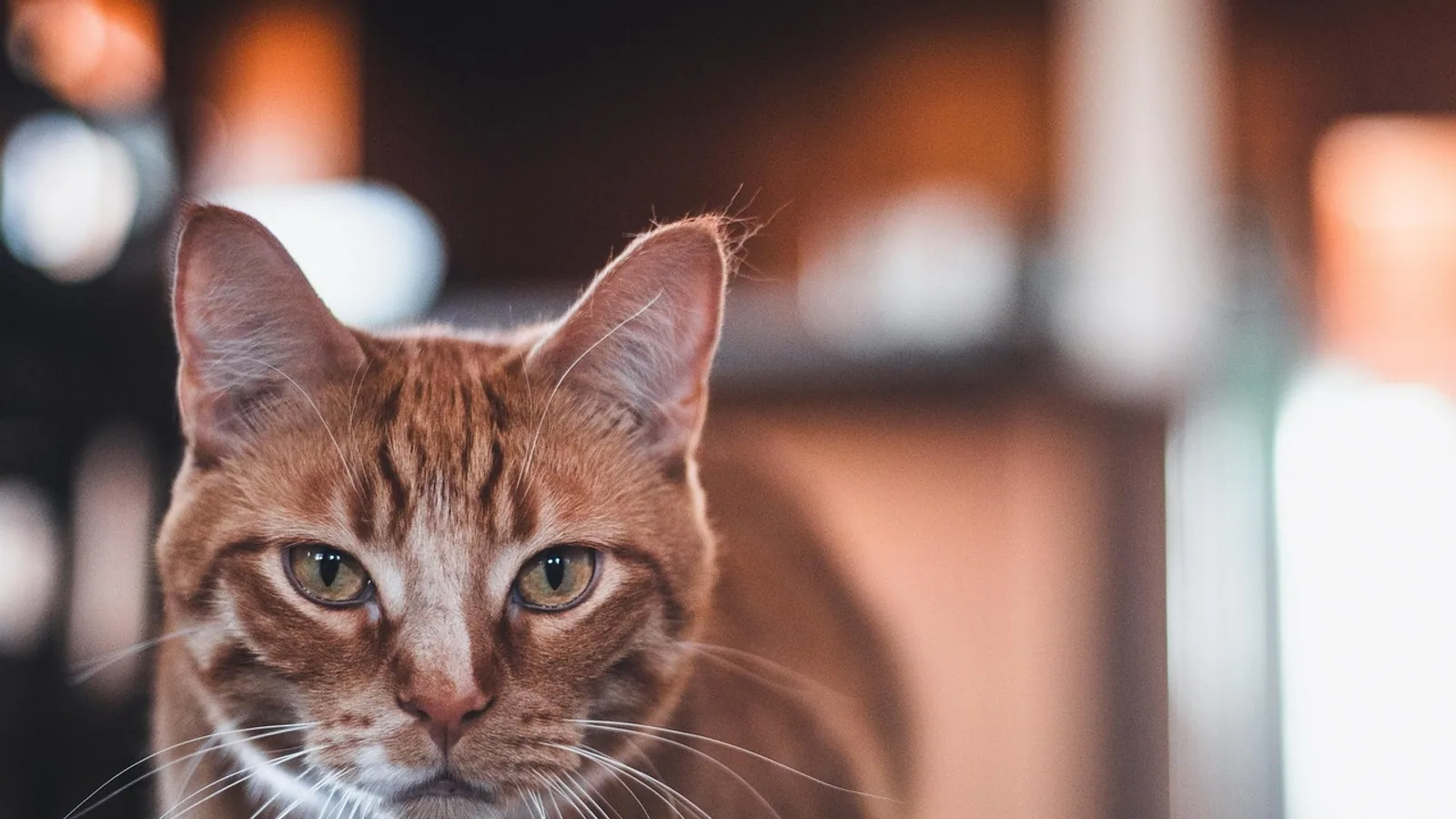 Do Male Cats Go Into Heat? Facts Explained