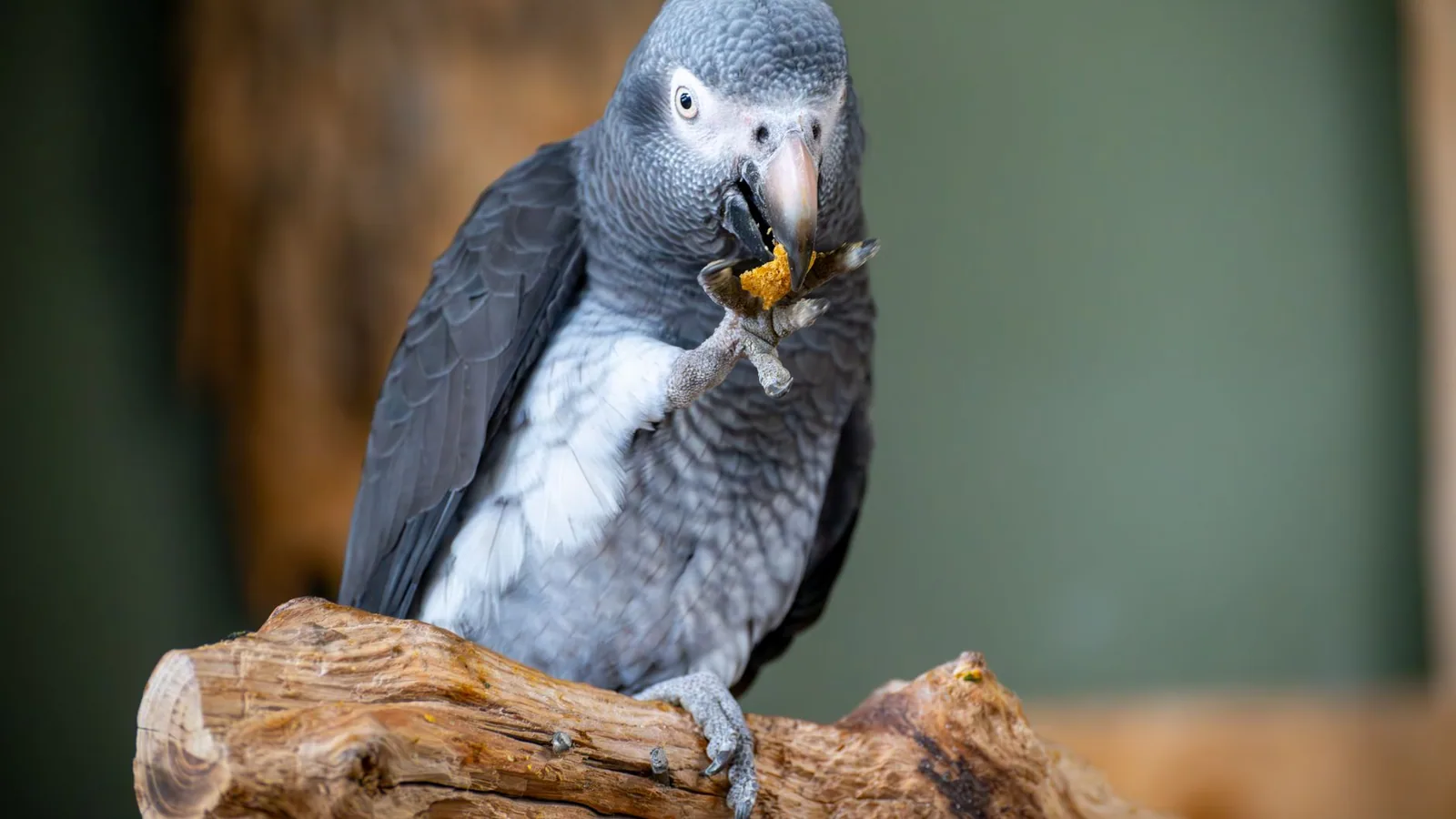 What Pet Birds Can and Cannot Eat: A Safe Diet Guide