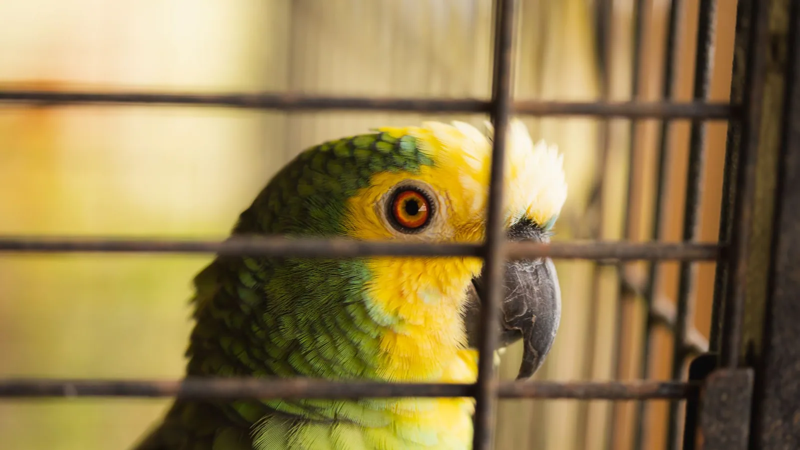 Choosing and Setting Up a Bird Cage