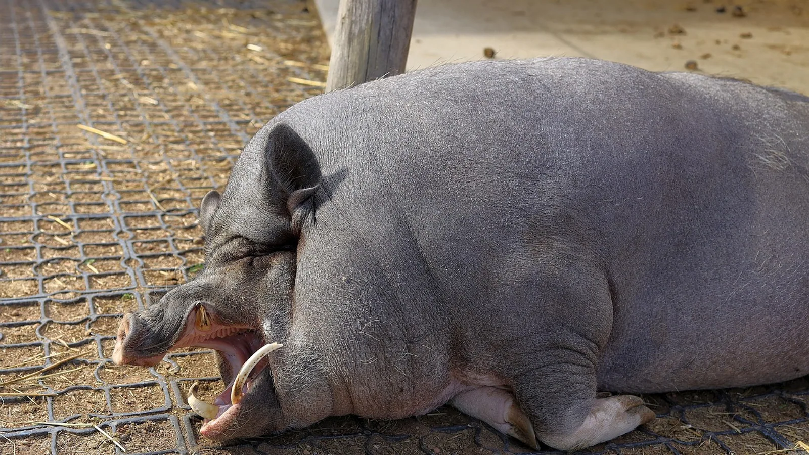 Pot Belly Pigs: Care Guide for Owners