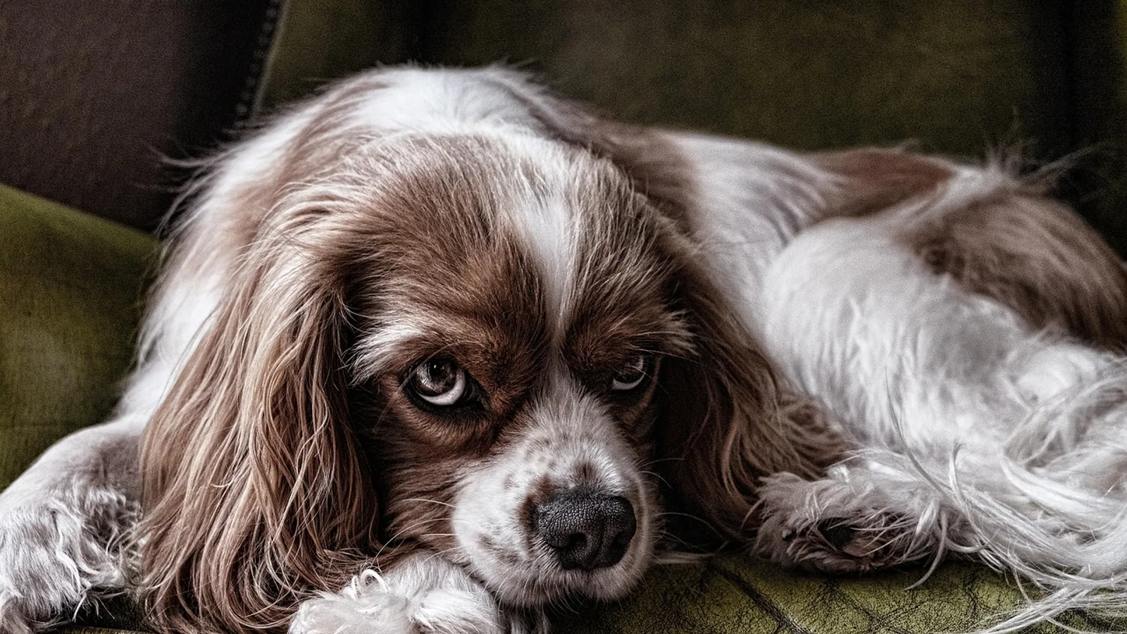 Pedigree Definition and How to Read a Chart