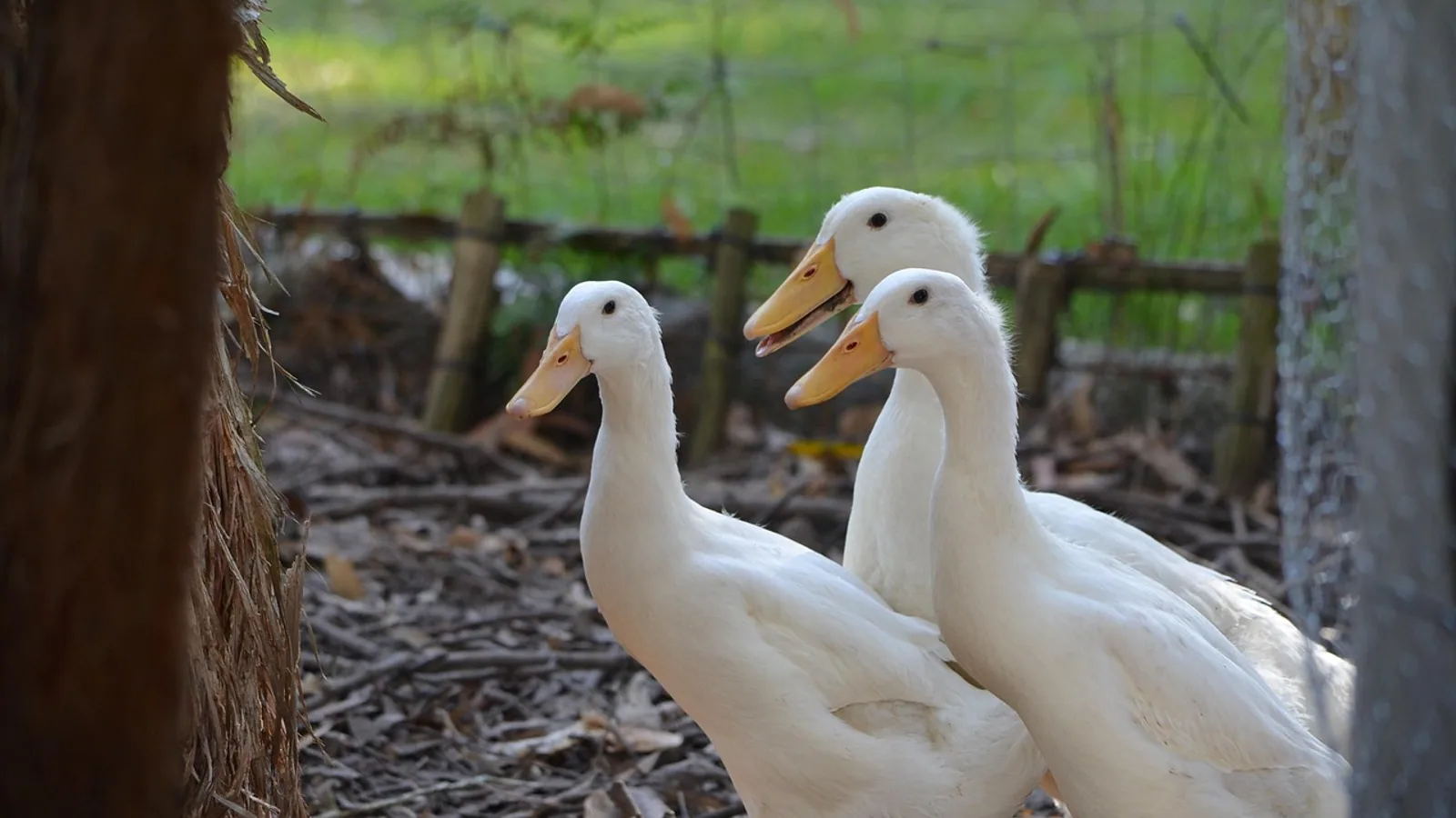Pekin Duck Breeding: Timing, Fertility and Care
