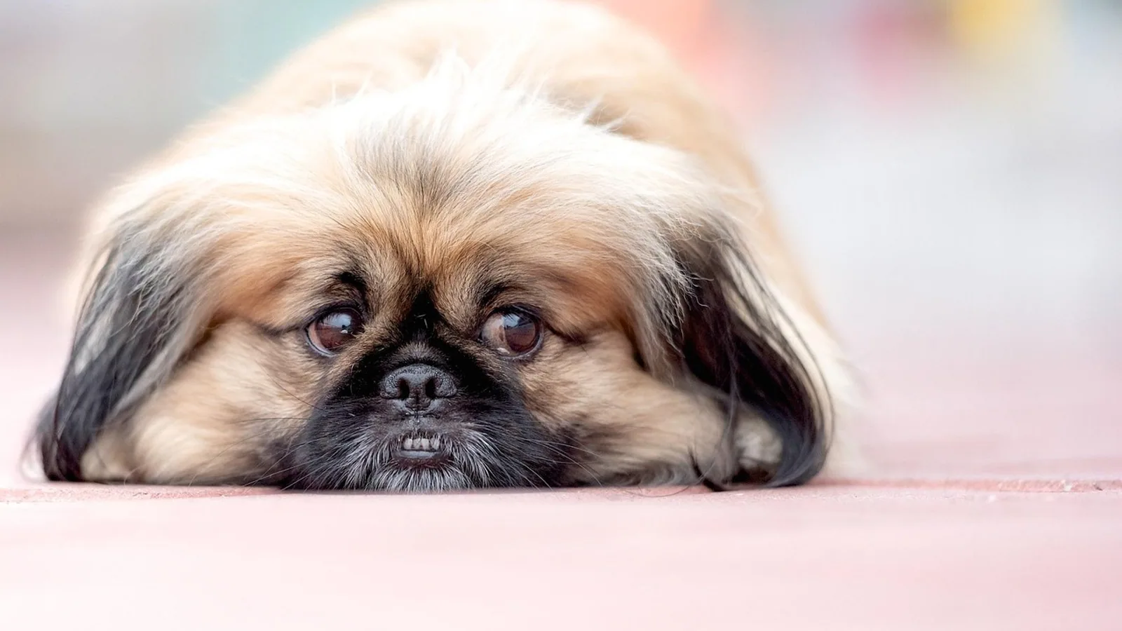 Yorkinese Dogs: Yorkie and Pekingese Mix Guide