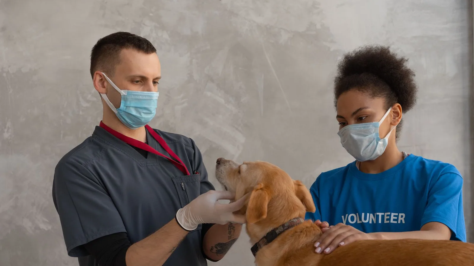 A veterinarian and a volunteer attend to a dog during a check-up in a veterinary clinic