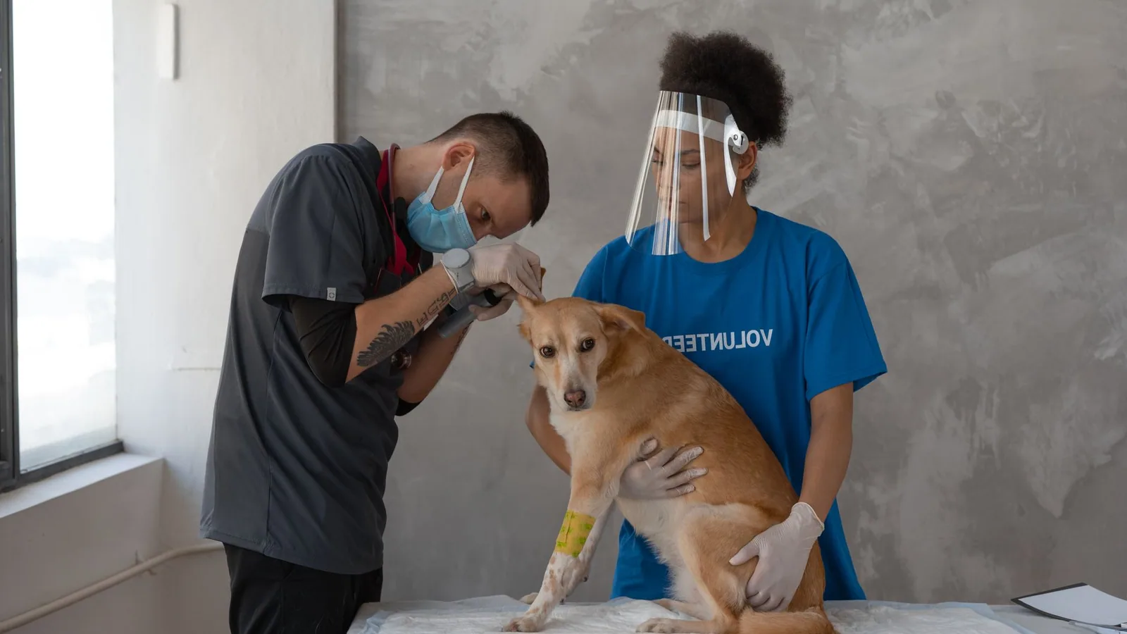 Gabapentin vs Pregabalin: Vet Pharmacology Guide