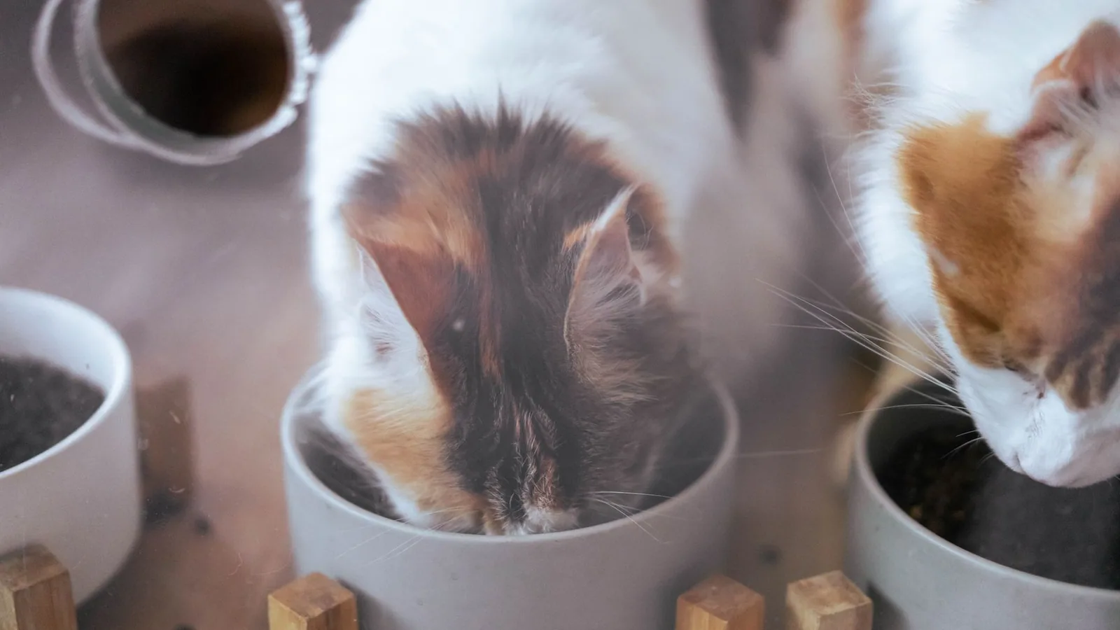 Two domestic cats eating from bowls in a cozy home setting