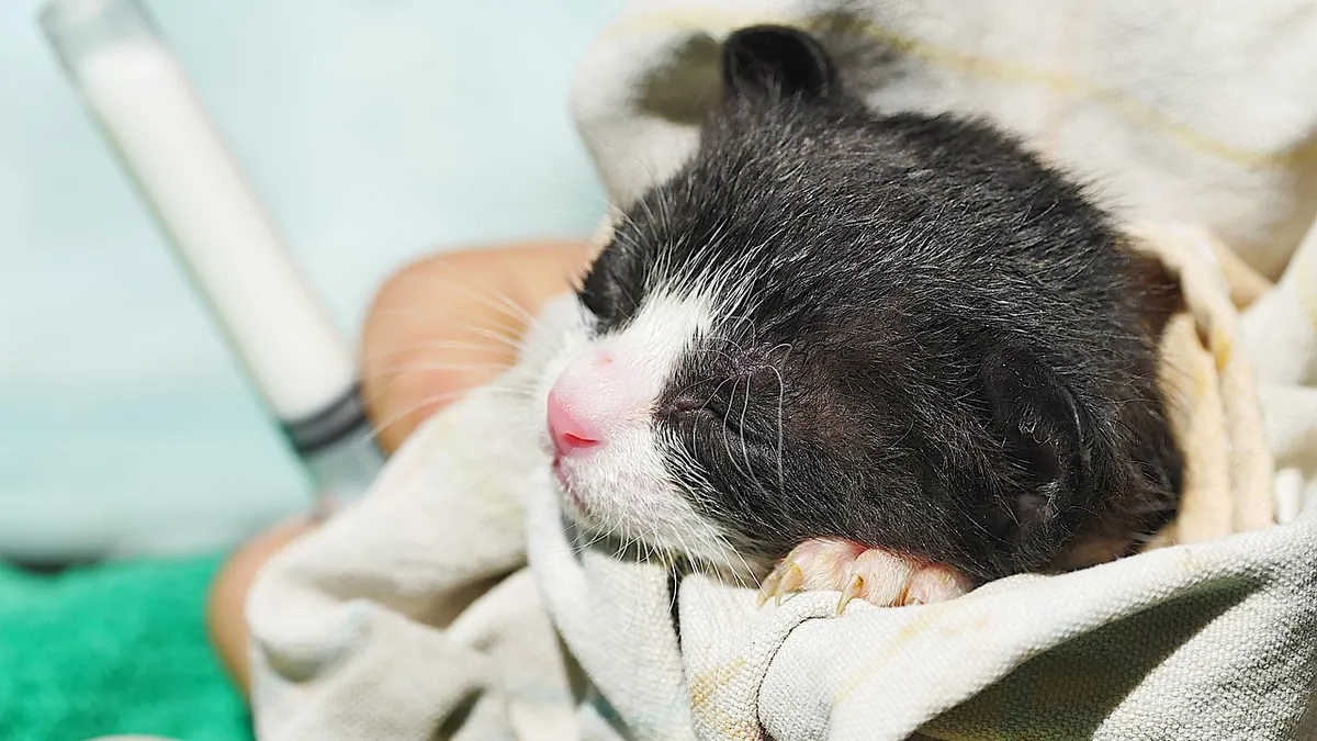 6-Week-Old Kitten Care: Needs, Milestones, and Feeding
